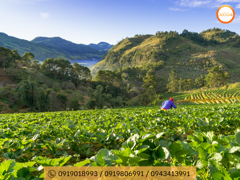 Raju's Hill Strawberry Farm - Du lịch 306Go 